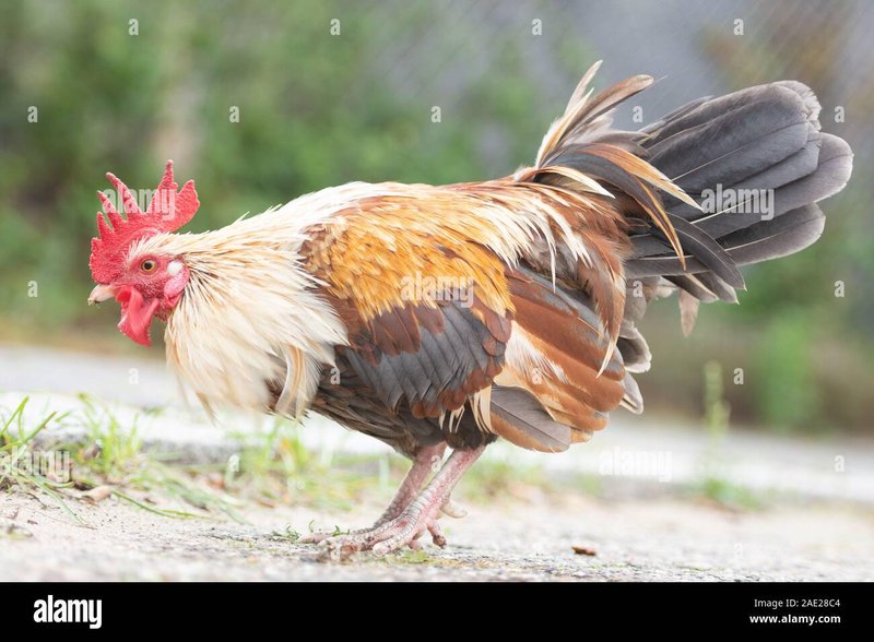 Explore juego chicken road